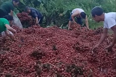 Overturned lychee-carrying truck has fruit taken after accident