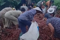 Public support truck driver after lychee spill