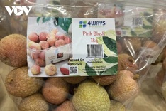 Vietnamese lychees enter Australia-wide network in largest-ever shipment