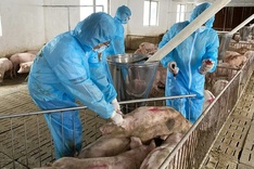 PM orders urgent action to contain African swine fever outbreak