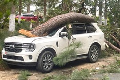 Pine tree collapse in Dalat damages multiple cars during storm