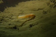 Blind cavefish found in Phong Nha-Ke Bang