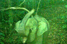 Newborn elephant spotted in Danang conservation area