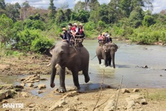 Asian Animals urges end to Dak Lak elephant rides