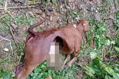 Wild wolves kill livestock in Dien Bien