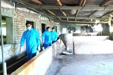 Measures to control African swine fever enhanced