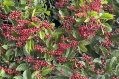 Man fined for leading tourists to Son Tra Peninsula to pick wild grapes