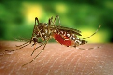 Health Ministry warns about risk of Chikungunya outbreak in Vietnam