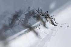 Singapore flags rising risk of Chikungunya transmission