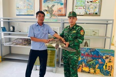 Rare sea turtle released into Hon Cau Marine Protected Area