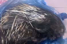Young man in Dong Nai arrested for wildlife trafficking