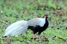 Cuc Phuong National Park rescues hundreds of white pheasants