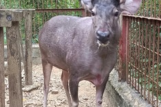 Nghe An residents hand over wild animals to Pu Mat National Park