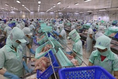 Vietnam catfish industry seeks policy support for domestic market