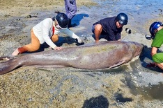 Rare dugong dies on Con Dao beach