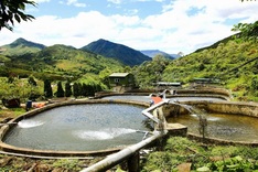 Sturgeon farmers in Lao Cai face heavy losses as prices plunge