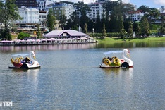 Paddle boat rides return to Xuan Huong Lake in Dalat