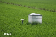 Mekong Delta moves toward low-emission, climate-friendly farming
