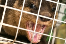 Illegally traded rare otter rescued in Ninh Binh