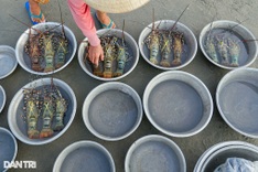 Vietnam’s shrimp exports to China surge