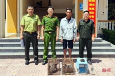 Ha Tinh man catches three wild animals in Acacia forest