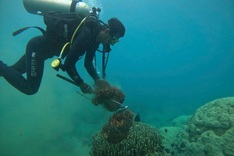 Divers collect 130kg of waste from Cham Islands seabed