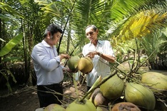 US overtakes China as top buyer of Vietnamese coconuts