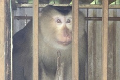 Rare pig-tailed macaque found in Quang Tri household