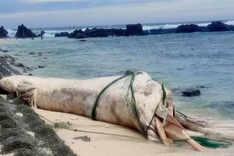 Whale carcass washes ashore on Ly Son Island amid typhoon Bualoi