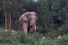Dong Nai considers wild elephant watching tours