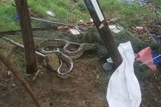 Three-metre python found wandering in residential area in Danang