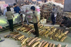 Large haul of illegally trafficked African ivory destroyed in Haiphong