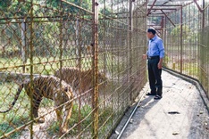Proposal to transfer nine Thanh Hoa tigers to Hanoi Zoo