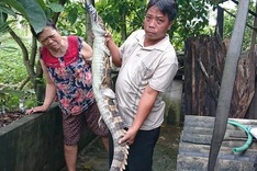 Escaped crocodile injures man in Tay Ninh