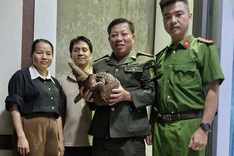 Rare pangolin found on Quang Tri street
