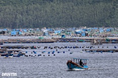 Dak Lak fishermen rush to harvest lobsters ahead of Typhoon Kalmaegi