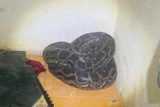 Over 30-kg python found inside home in Quang Tri