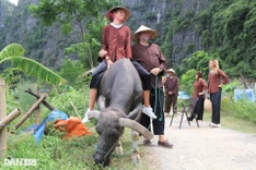 Foreign visitors ride buffaloes and plant rice in Ninh Binh