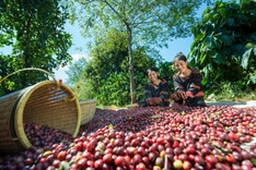 Mexico sharply increases purchases of Vietnamese coffee