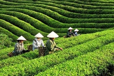 Vietnam’s tea exports hit nearly 12,000 tonnes in October