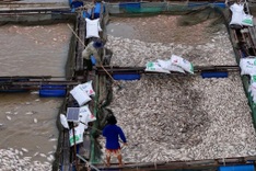 Mass fish die-off hits Dak Lak after Typhoon Kalmaegi