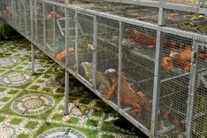 Suspected South American iguanas seized in An Giang