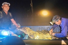 Fisherman nets crocodile in Tay Ninh border river