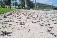 Thousands of earthworms crawl onto Quang Ngai pavement