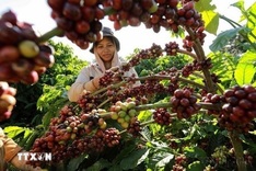 Coffee exports likely to exceed USD 8 billion this year