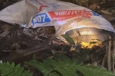 Seven-kilo king cobra discovered in residential area of Phu Tho