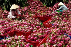 Asia remains Vietnam’s biggest farm export market