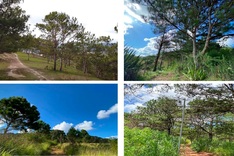 Dalat luxury resort plan to appropriate over 40 ha of natural forest