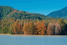 Central Vietnam’s sweetgum forests take on European-autumn hues