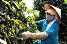 Pepper exports surge over 24 per cent to USD 1.5 billion in 11 months